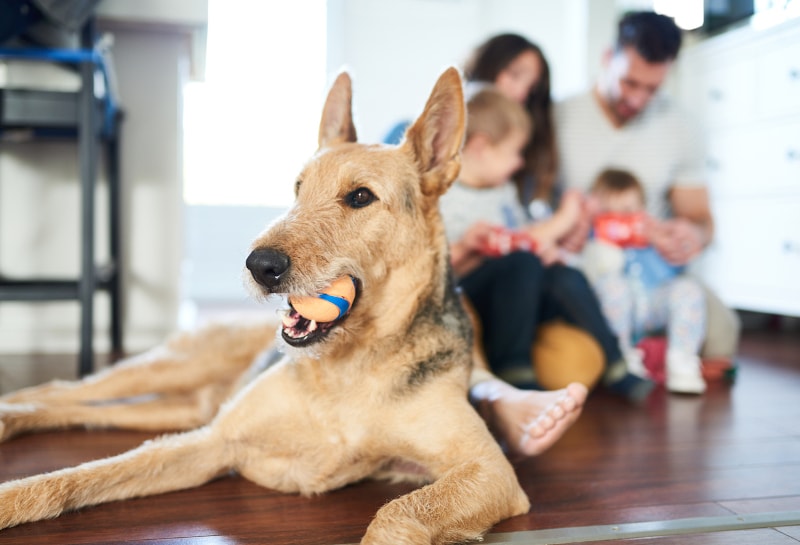 How Pets Impact Indoor Air Quality and the IAQ Solutions You Need
